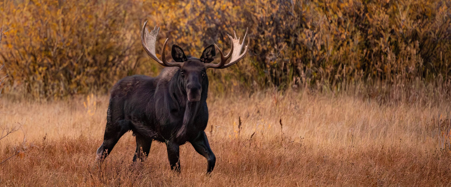 A moose in a fall meadow at Nova Guides